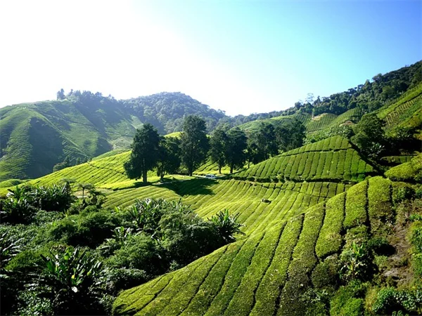 Vitamin D Deficiency and Inflammation: The Surprising Link You Need to Know