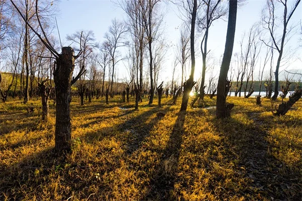 26% Lower Death Risk: How Switching from Sugary Drinks Helps Diabetics