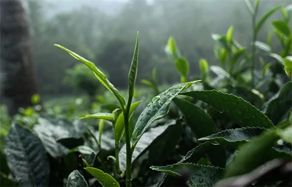 GLP-1 Hair Loss: Why It Happens & How to Regrow Hair Fast