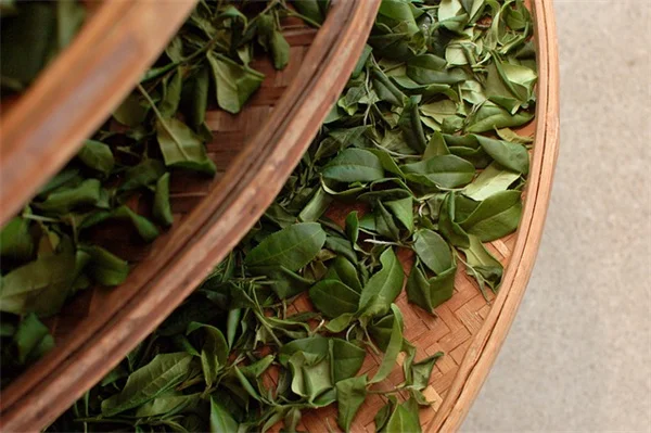 5 Surprising Cocklebur Benefits for Skin: Anti-Aging Weed or Hidden Danger?